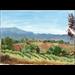 Faulkner Vineyard 1